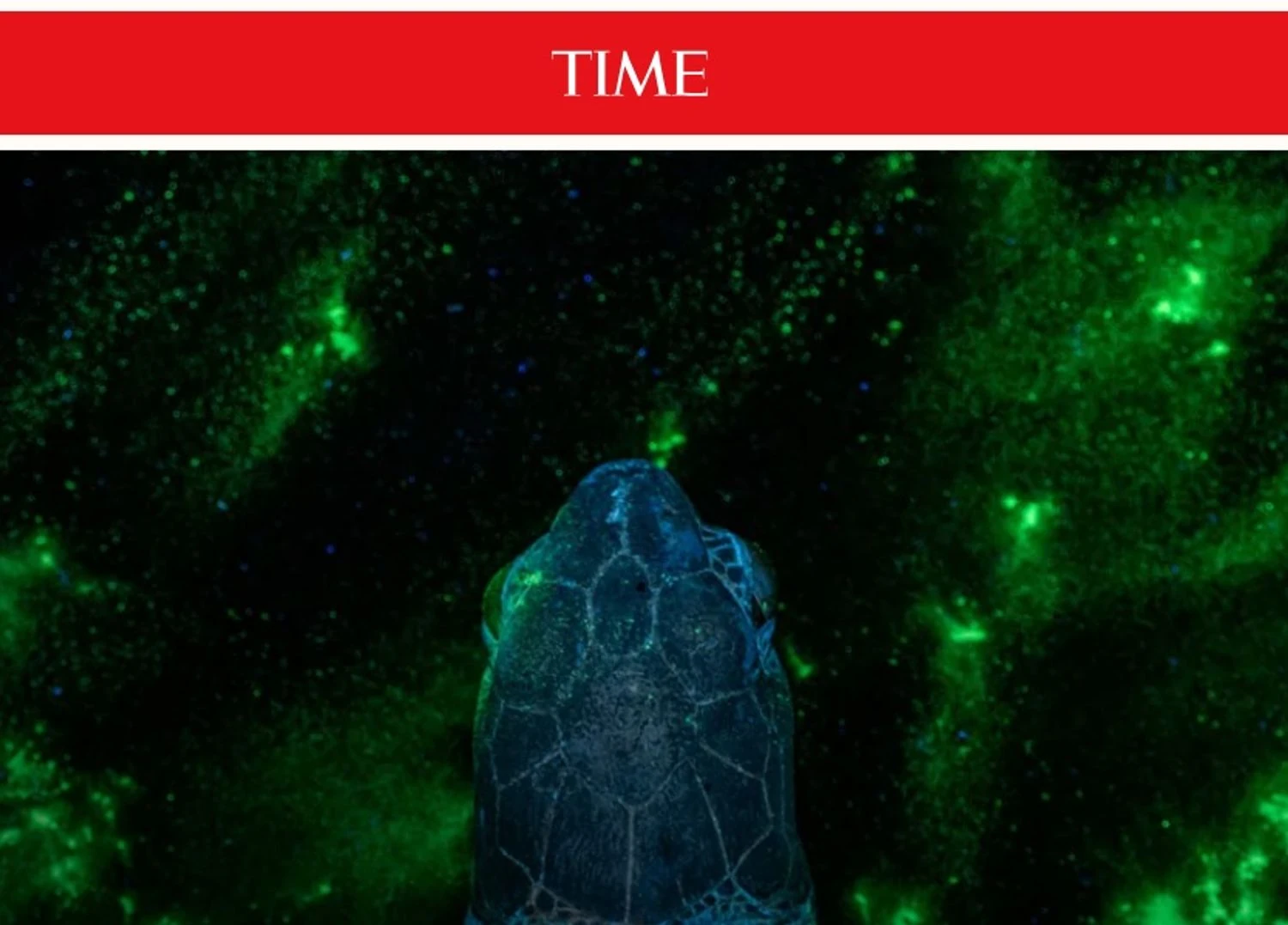 Українські Національні Новини (УНН)