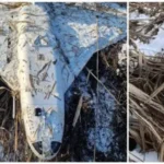 У Молдові виявили російський дрон