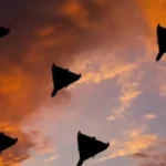 Зеленський готовий направити експертів зі знищення іранських безпілотників в обмін на перемир