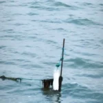 Узбережжя Азовського моря під окупованим Генічеськом всіяне трупами лебедів