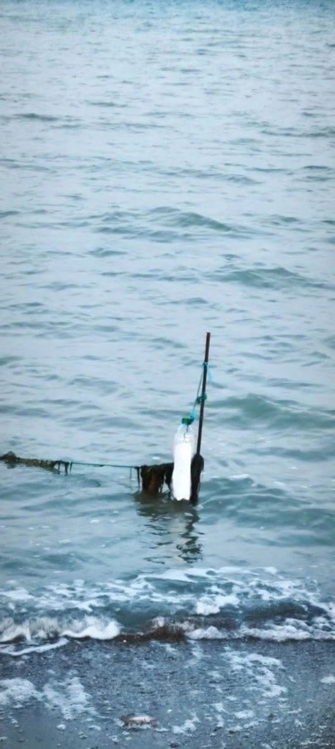 Узбережжя Азовського моря під окупованим Генічеськом всіяне трупами лебедів