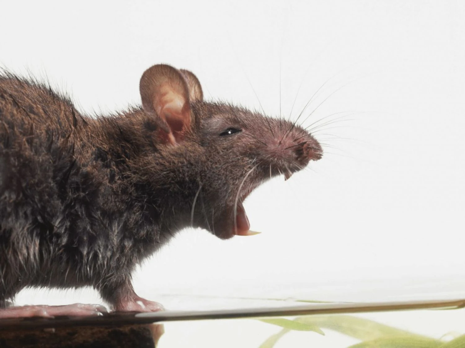 В Австрії у баночці дитячого харчування HiPP виявили щурячу отруту